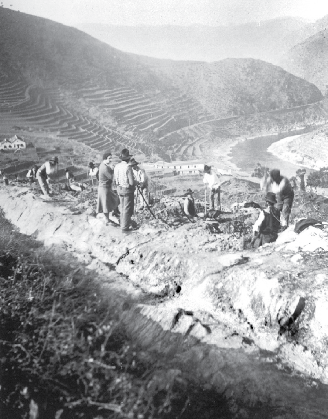 Vine replanting at Quinta de Vargellas