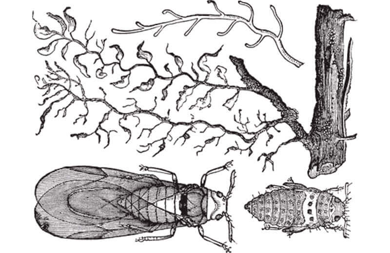 Phylloxera vastatrix - the dry leaf devastator