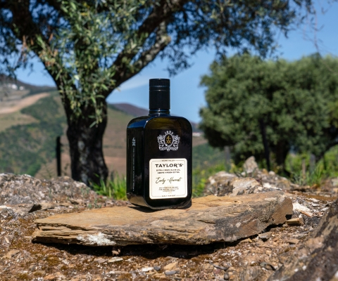 Taylor's Early Harvest Olive Oil