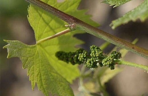 En Taylor's estamos empeñados en proteger el medioambiente y el futuro equilibrio ecológico de nuestras viñas y del valle del Douro