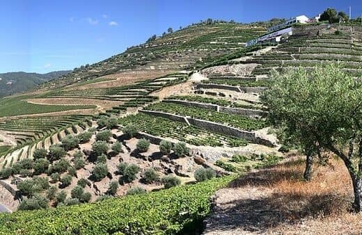 La Quinta do Junco produce vinos de Oporto que son a menudo de una escala monumental, añadiendo densidad, concentración y estructura al vino final.