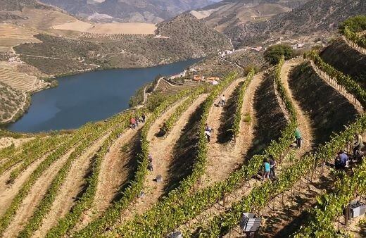 A região do Douro, local de nascimento do vinho do Porto, é uma das mais antigas e mais belas regiões vinícolas europeias. Há dois mil anos...