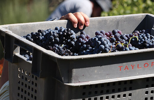 Existem cinco ou seis castas que são utilizadas na produção do vinho do Porto. Descobre quais são e como produzimos o vinho do Porto Taylor's.	