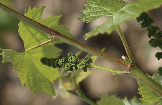 Taylor's Port is committed to protecting the environment and the well-being of our vineyards. Read more about how we achieve sustainable viticulture.