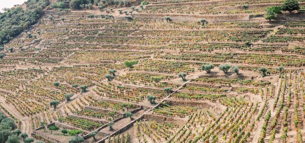 Quinta da Eira Velha is one of the oldest and finest estates in the Douro Valley. It is believed that vines have been cultivated at Eira Velha for...
