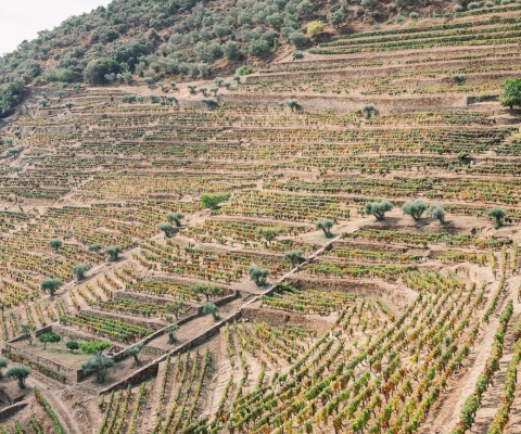 Die Quinta da Eira Velha ist eines der ältesten und besten Weingüter im Douro-Tal. Es wird angenommen, dass auf Eira Velha seit über...