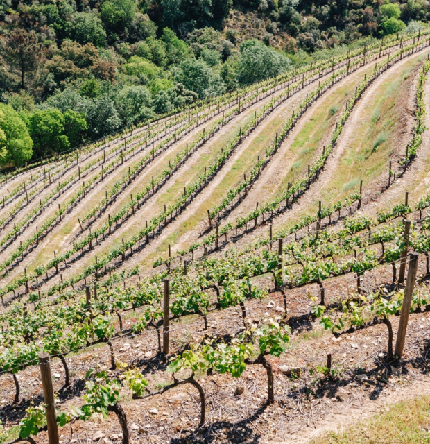 Quinta de Terra Feita