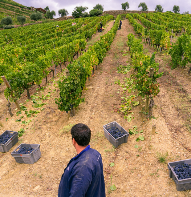 Quinta de Terra Feita