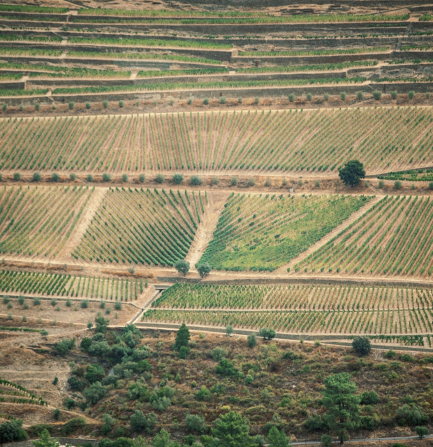 La Quinta do Junco