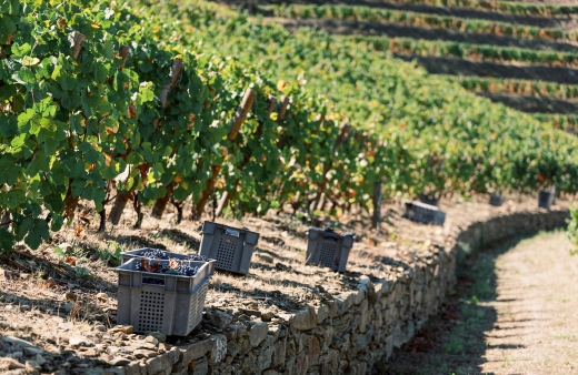 With the end of the 2024 harvest season, we present you with the most memorable moments at Quinta de Vargellas.

A truly remarkable year, where...