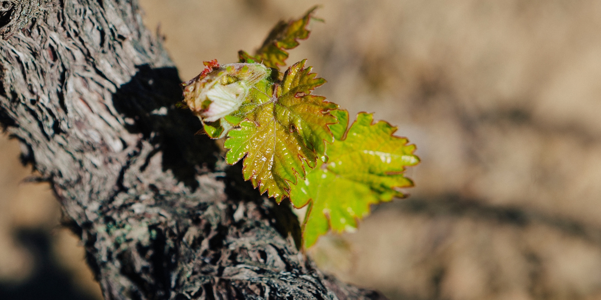 At Taylor we are committed to protecting the environment and the future ecological well-being of our vineyards and the Douro Valley where Port wine...