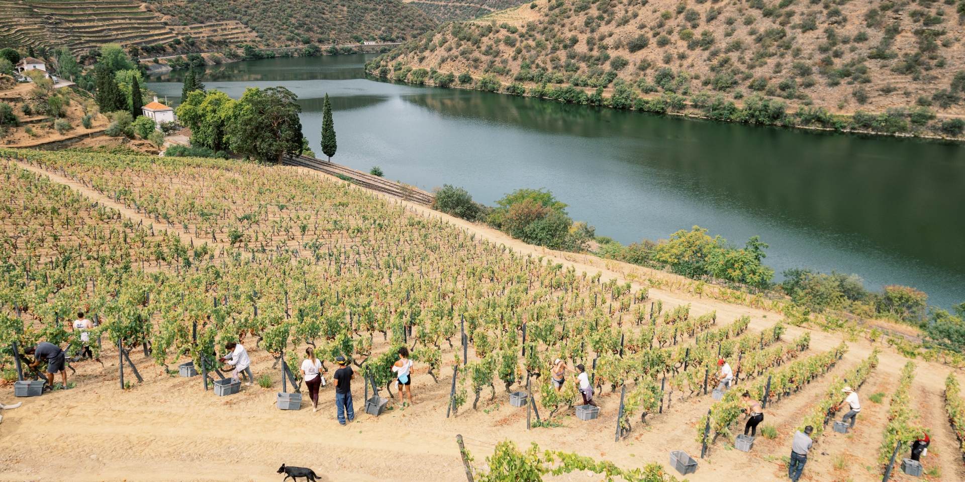 The soil in which the Douro Valley vines are planted is made up of schist, a slate-like metamorphic rock.  Rich in nutrients, it has also has...