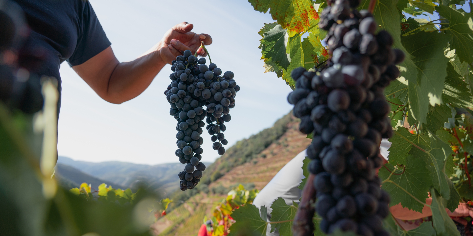 One of the Douro Valley’s attributes is its wealth of different traditional grape varieties. The reasons are partly historic and partly...